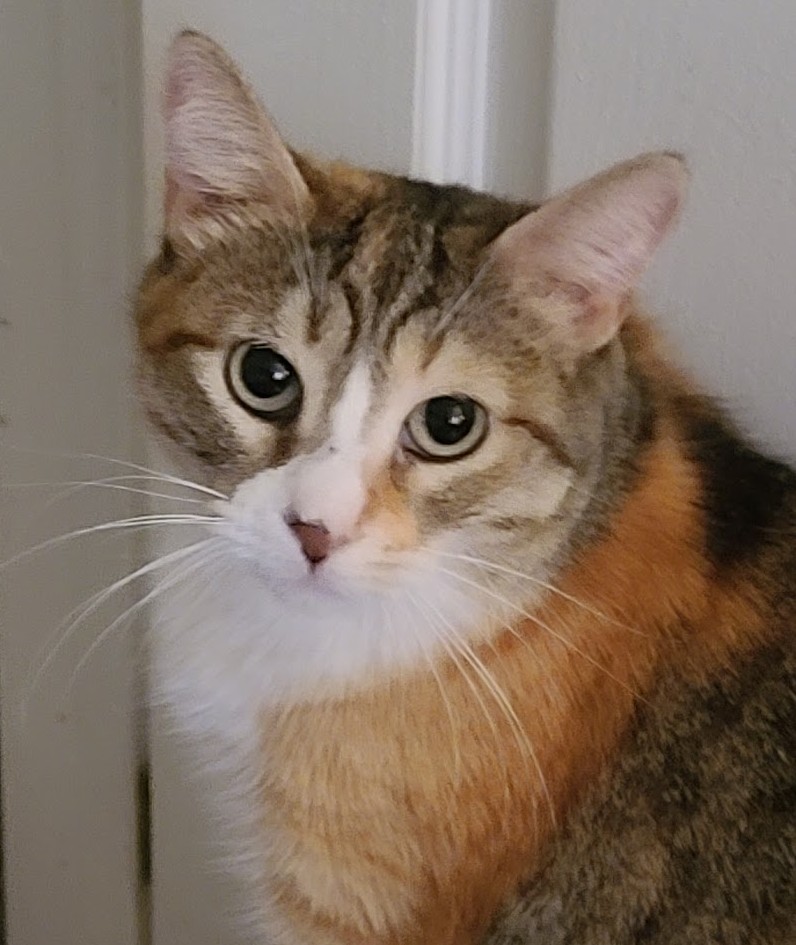 Mary, a tabby, white, and orange cat with wide eyes, resting her chin near a door frame