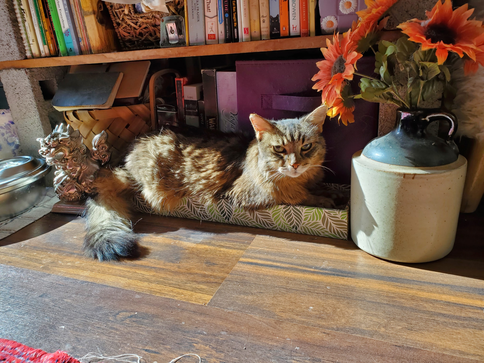 Akasha stretched out in a long cardboard bed on a shelf beside books and sunflowers