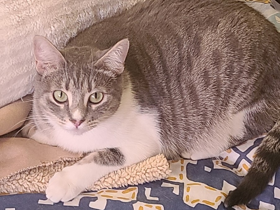 Mia, a grey tabby and white cat with green eyes, resting on a patterned blanket