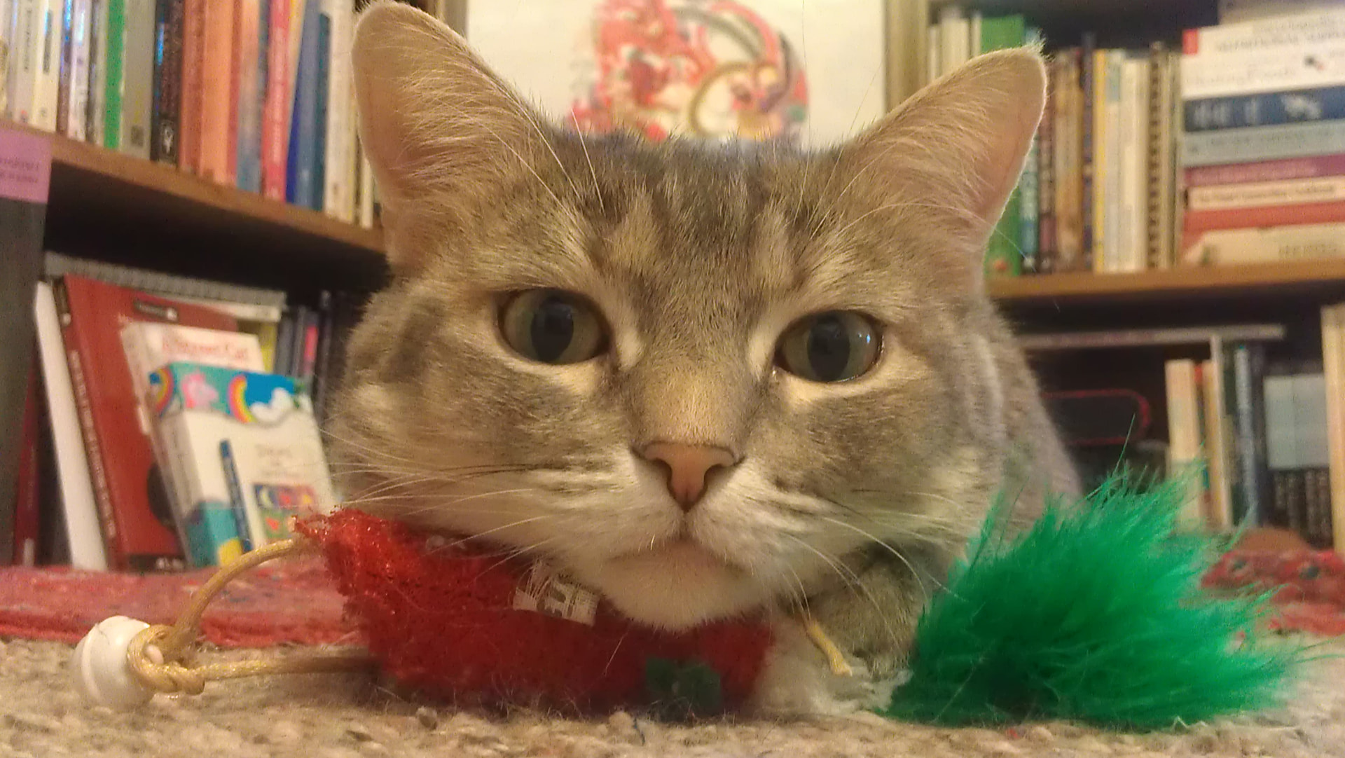 Vayu, a gray tabby, lying close to the camera beside her favorite Christmas toy