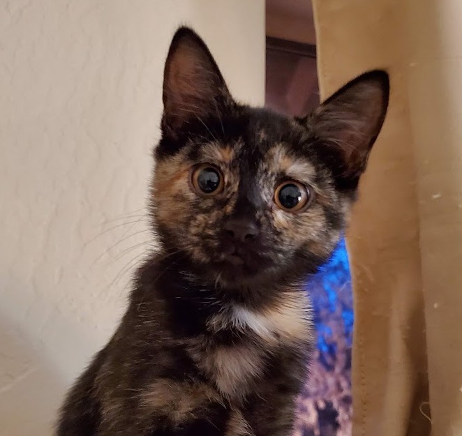 Suvi, a tortoiseshell kitten with wide amber eyes, peeking out from behind a curtain