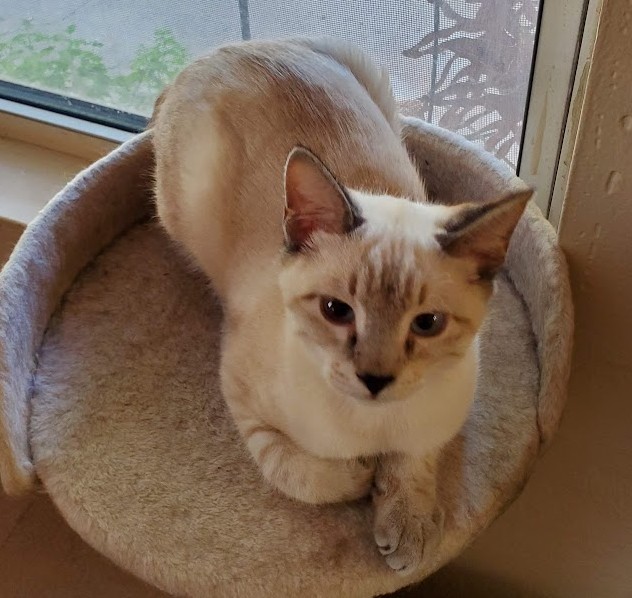 Kai, a cream and lilac-point Manx cat, curled in a round plush bed beside a window and looking toward the camera