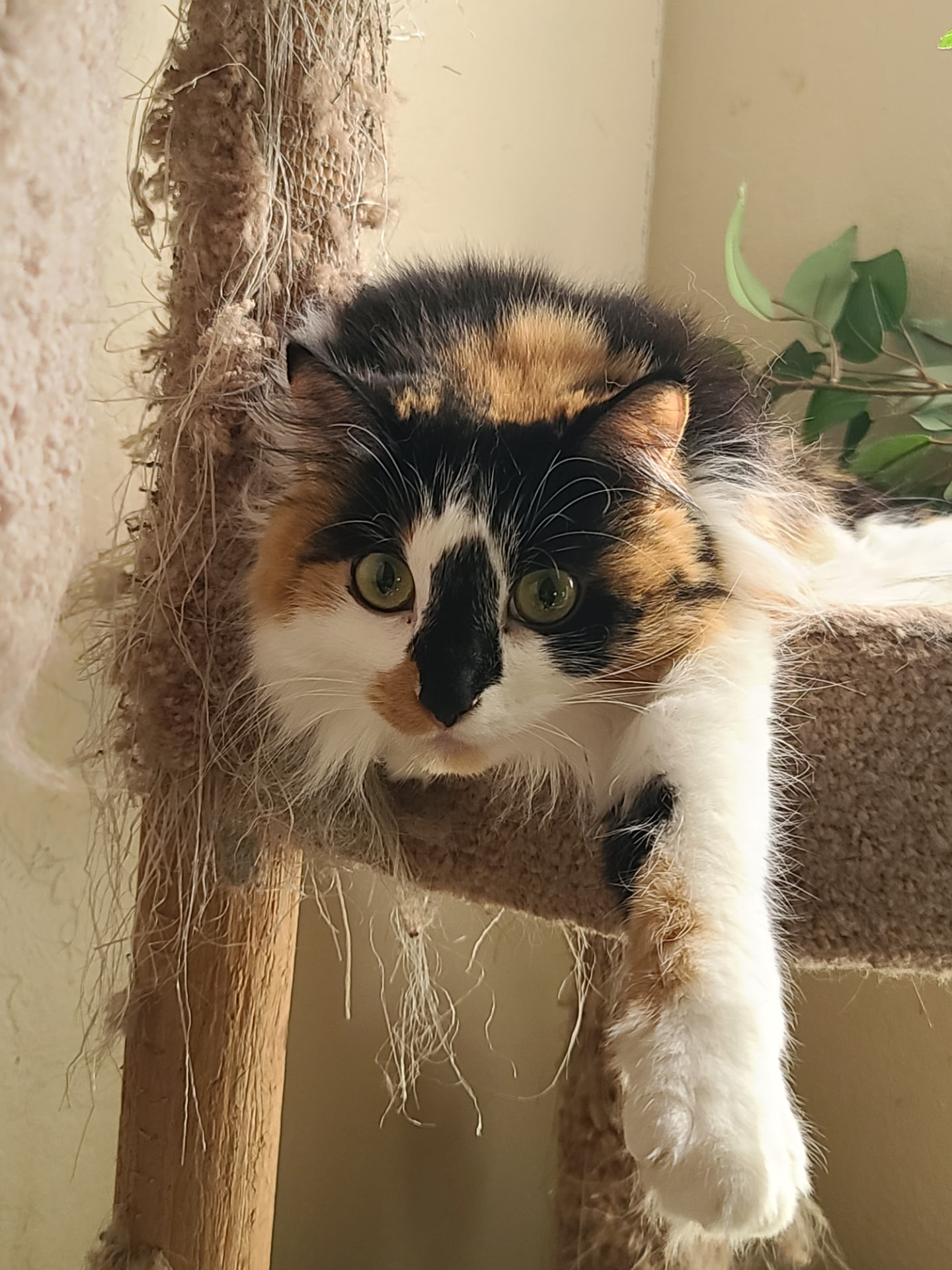 Cinder, a long-haired calico cat, resting on a cat tree at home