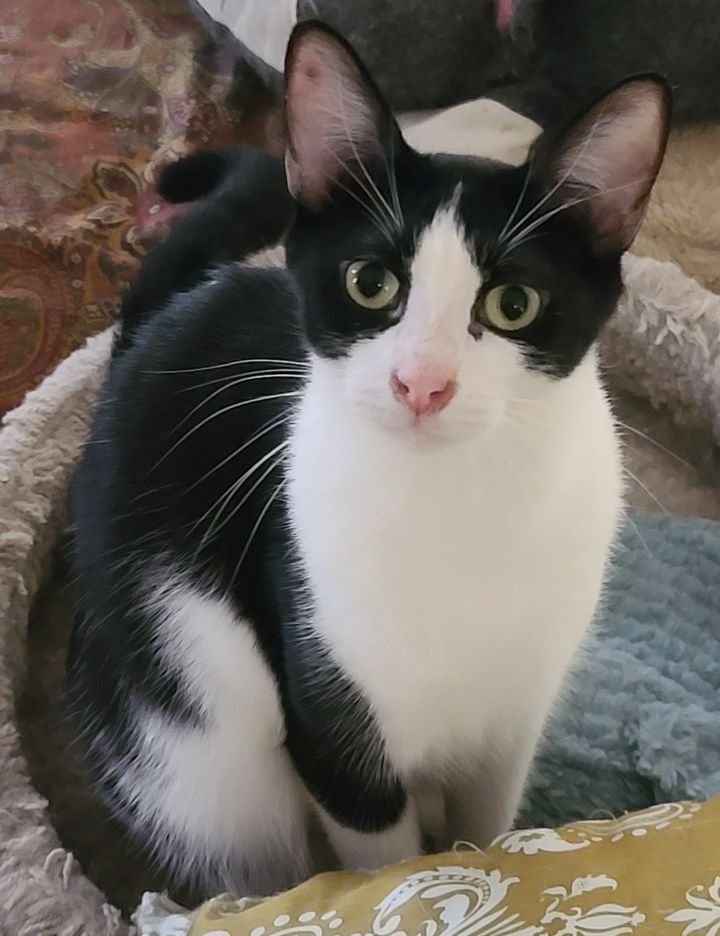 I'a, a black and white cat with a pink nose, sitting upright among blankets