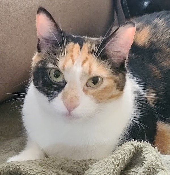 Ki'i, a calico cat with a white chest, sitting on a soft blanket