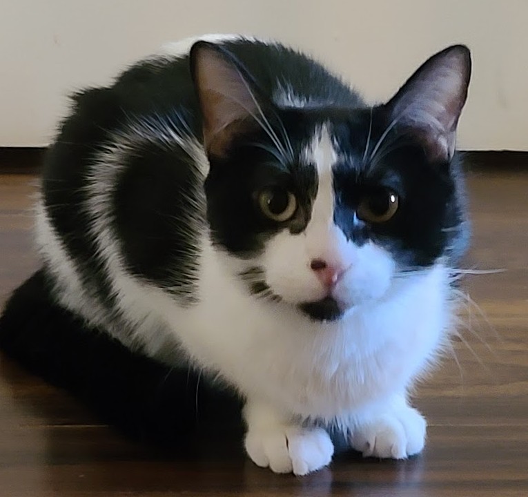 Makapiapia, a black and white cat with striking eyebrows, sitting on a wooden floor