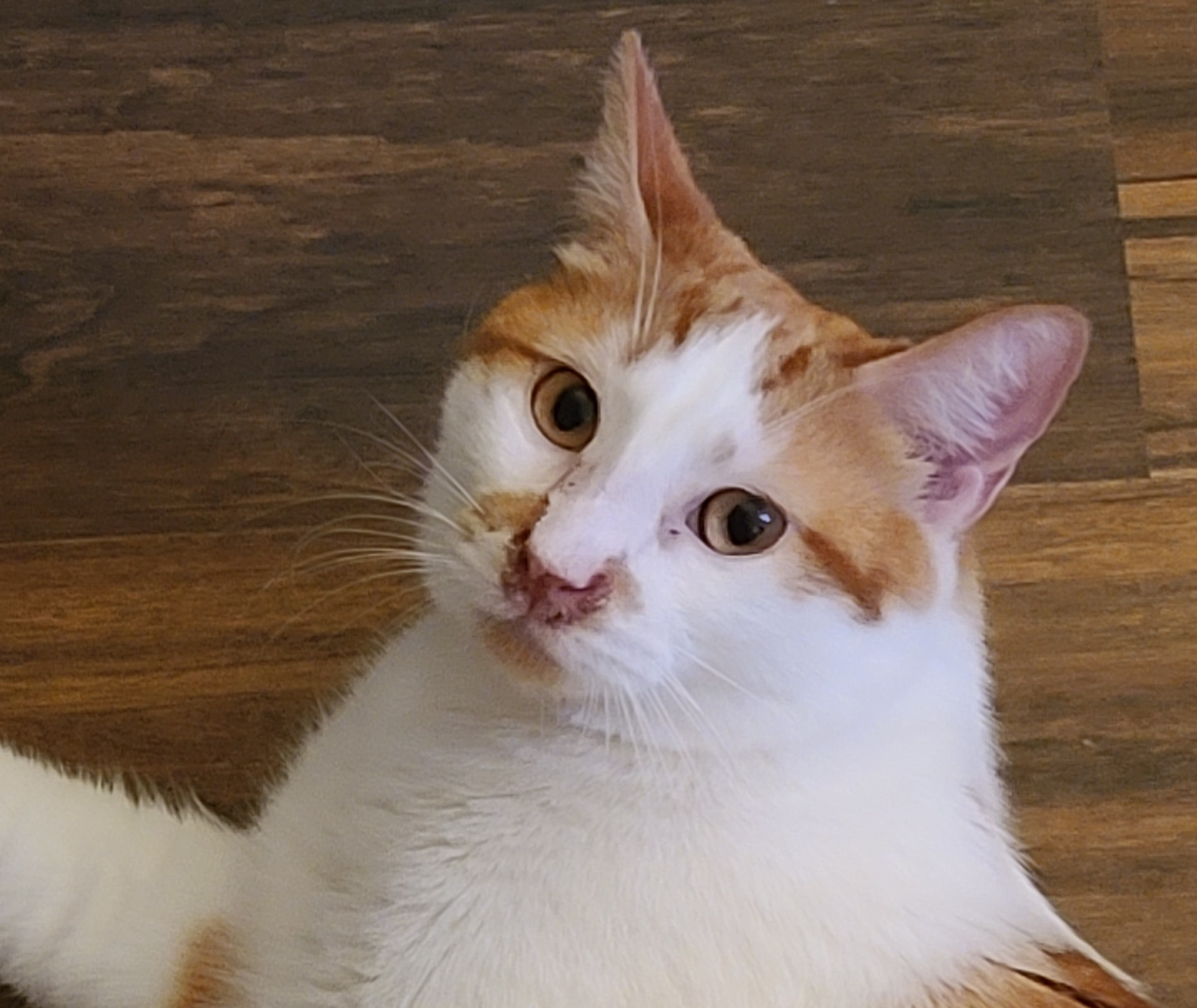 Nalu, an orange and white cat with round eyes, looking up from a wooden floor