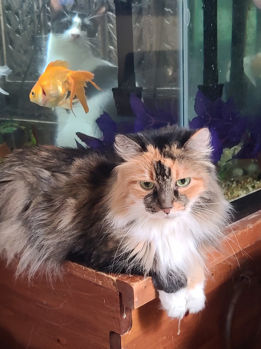 Tallulah, a long-haired calico cat, settled on the wooden edge of a fish tank with a goldfish and another cat behind her