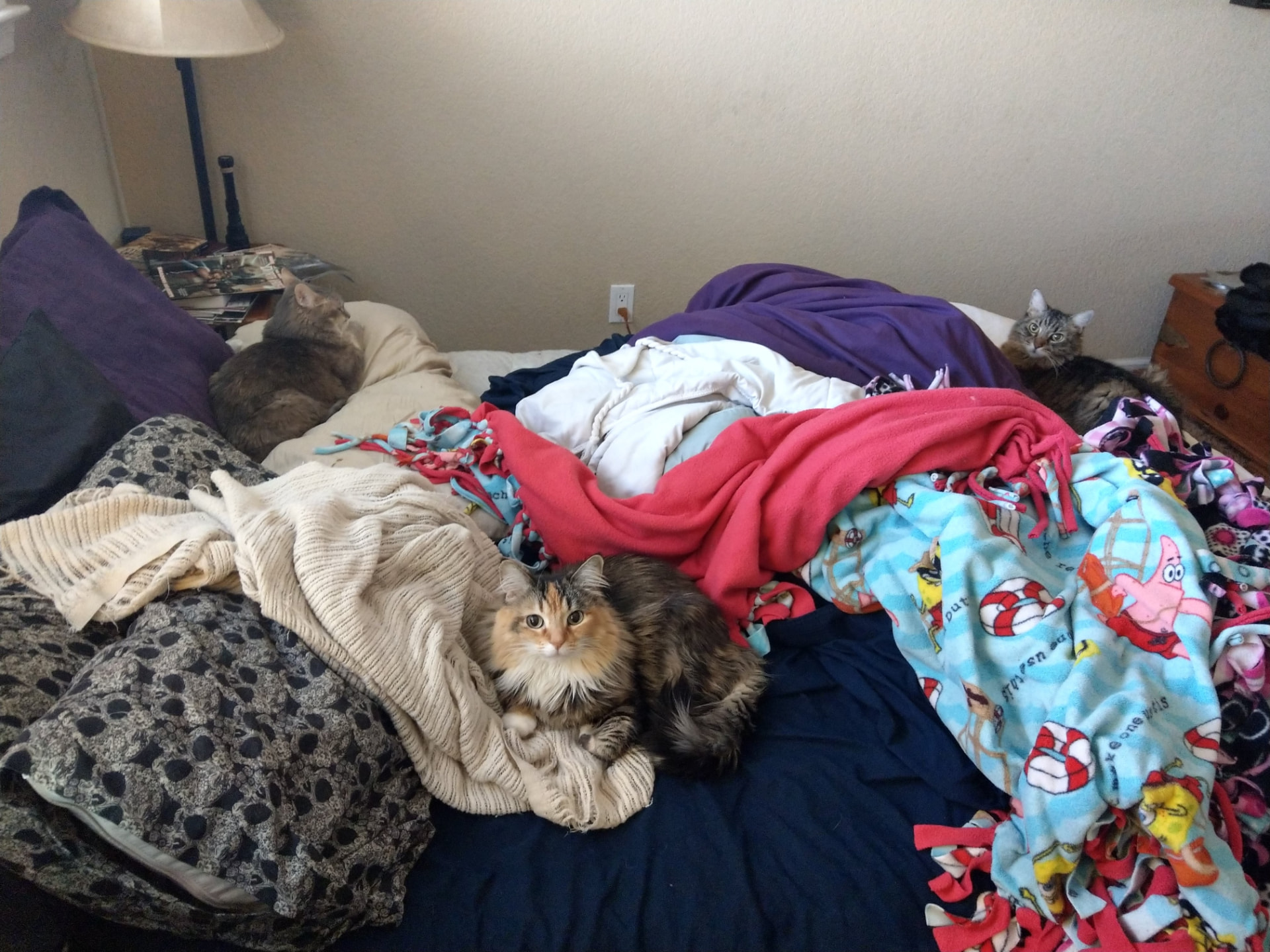 Teja, Vayu, and Akasha resting together on a bed among piles of fleece blankets