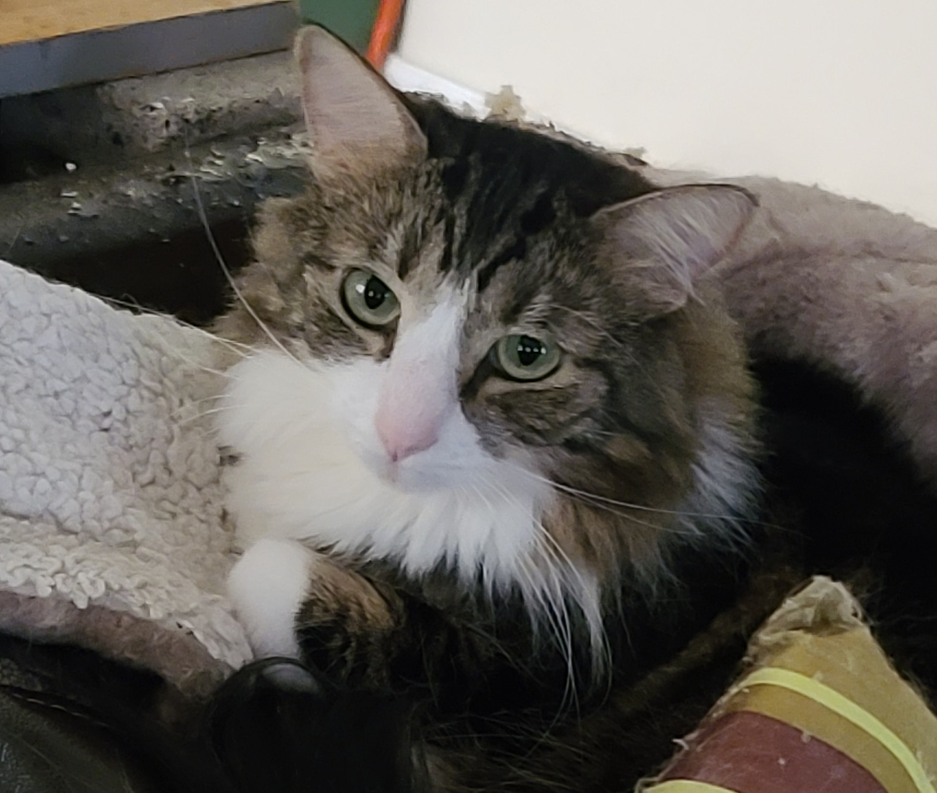 Stella, a fluffy tabby and white cat with green eyes, resting on a grey blanket