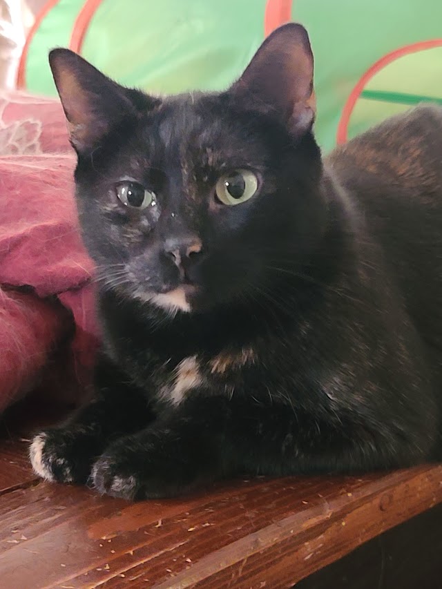 Vashti, a black Manx cat with a small white chest patch, sitting on a wooden shelf