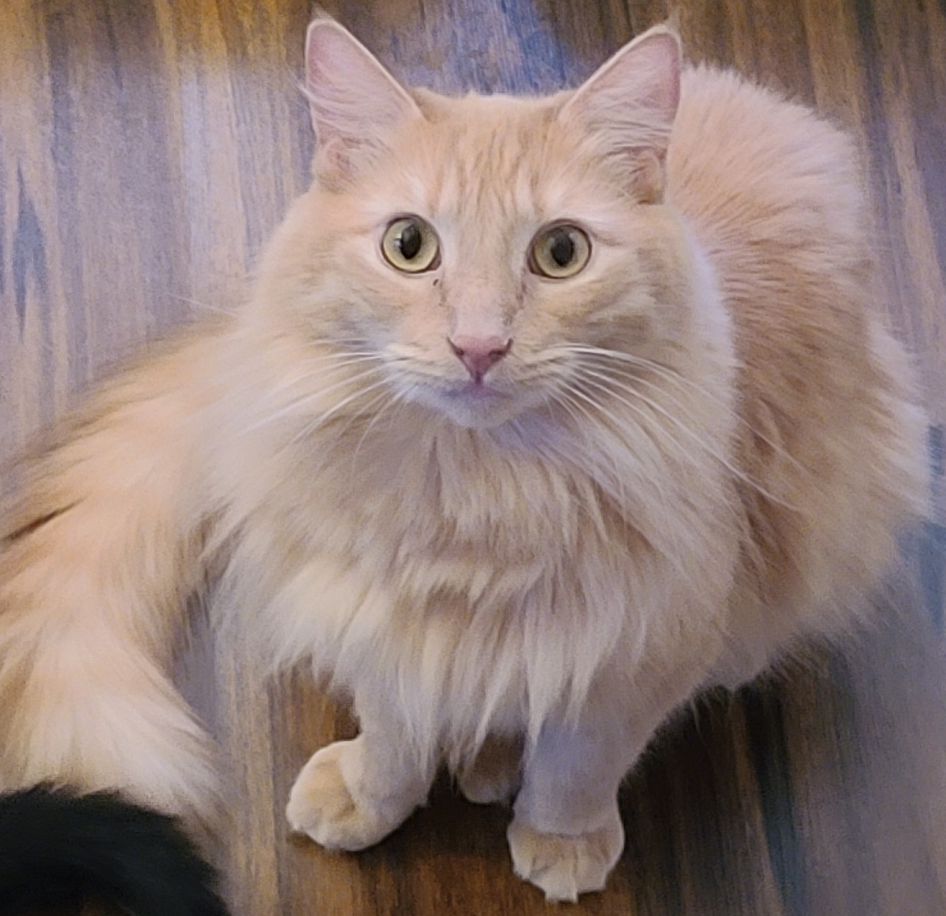 Surya, a fluffy cream cat with a magnificent tail, standing on a wooden floor