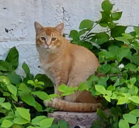 Ferdinand, an orange tabby cat, sitting among green garden plants in the backyard