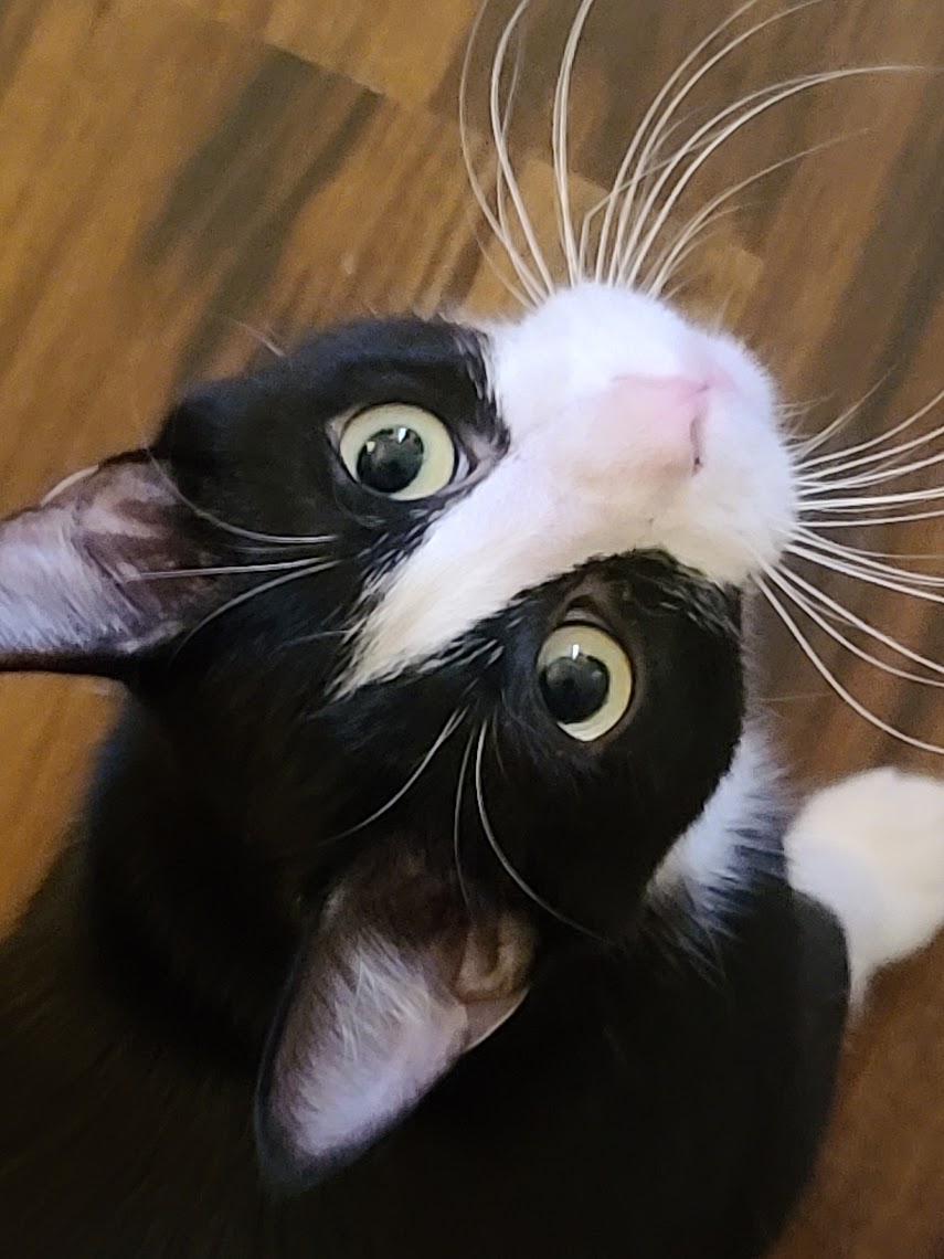 Ho'o, a black and white tuxedo cat, looking up at the camera with wide green eyes