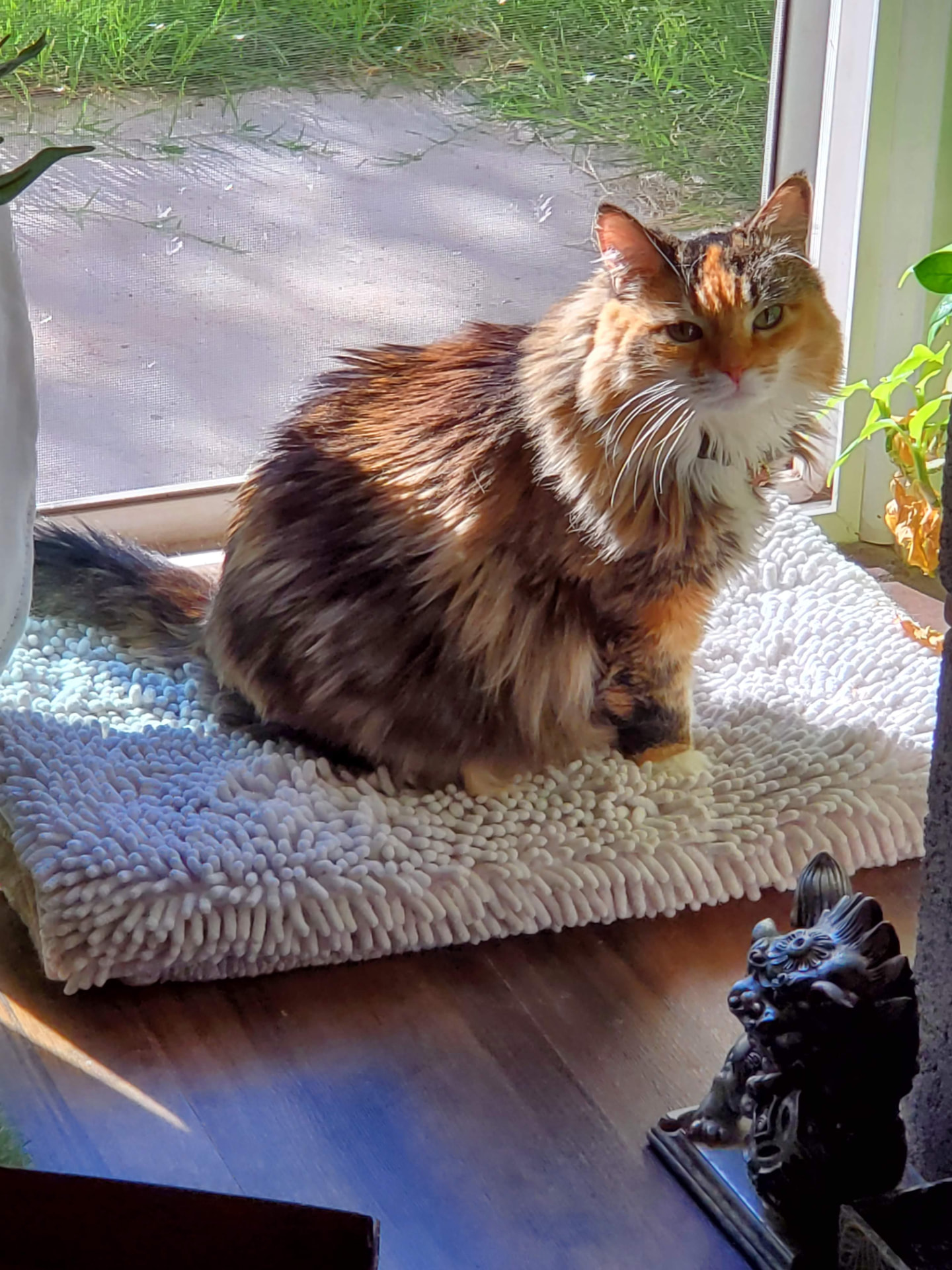 Teja, a long-haired calico, sitting in a sunbeam on a soft mat by the window