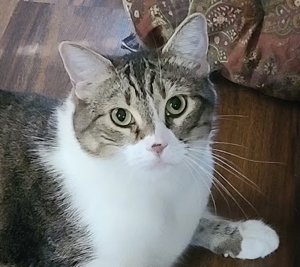 Morty, a tabby and white cat with green eyes, sitting on a wooden floor