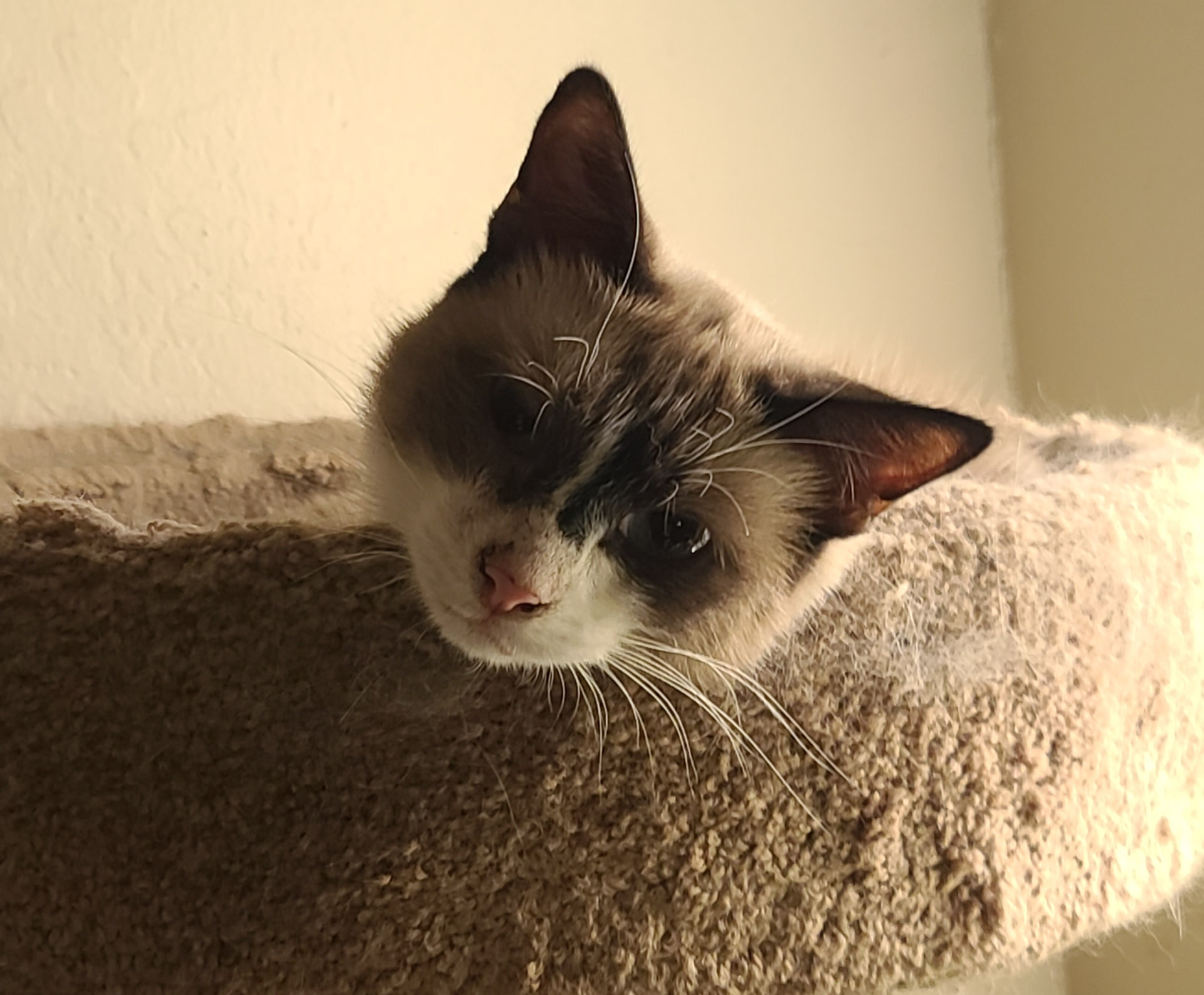 Chai, a small Siamese-marked cat, peering over the edge of a carpeted cat tree