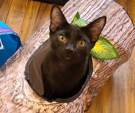 Shiv, a black cat with golden eyes, sitting inside a log-shaped cat bed and looking up at the camera