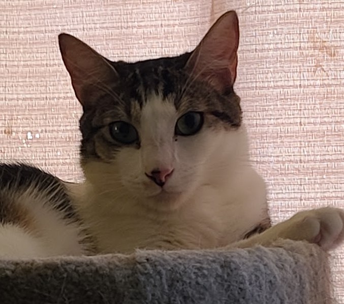Keali'i, a tabby and white cat with large ears, resting in a cat tree