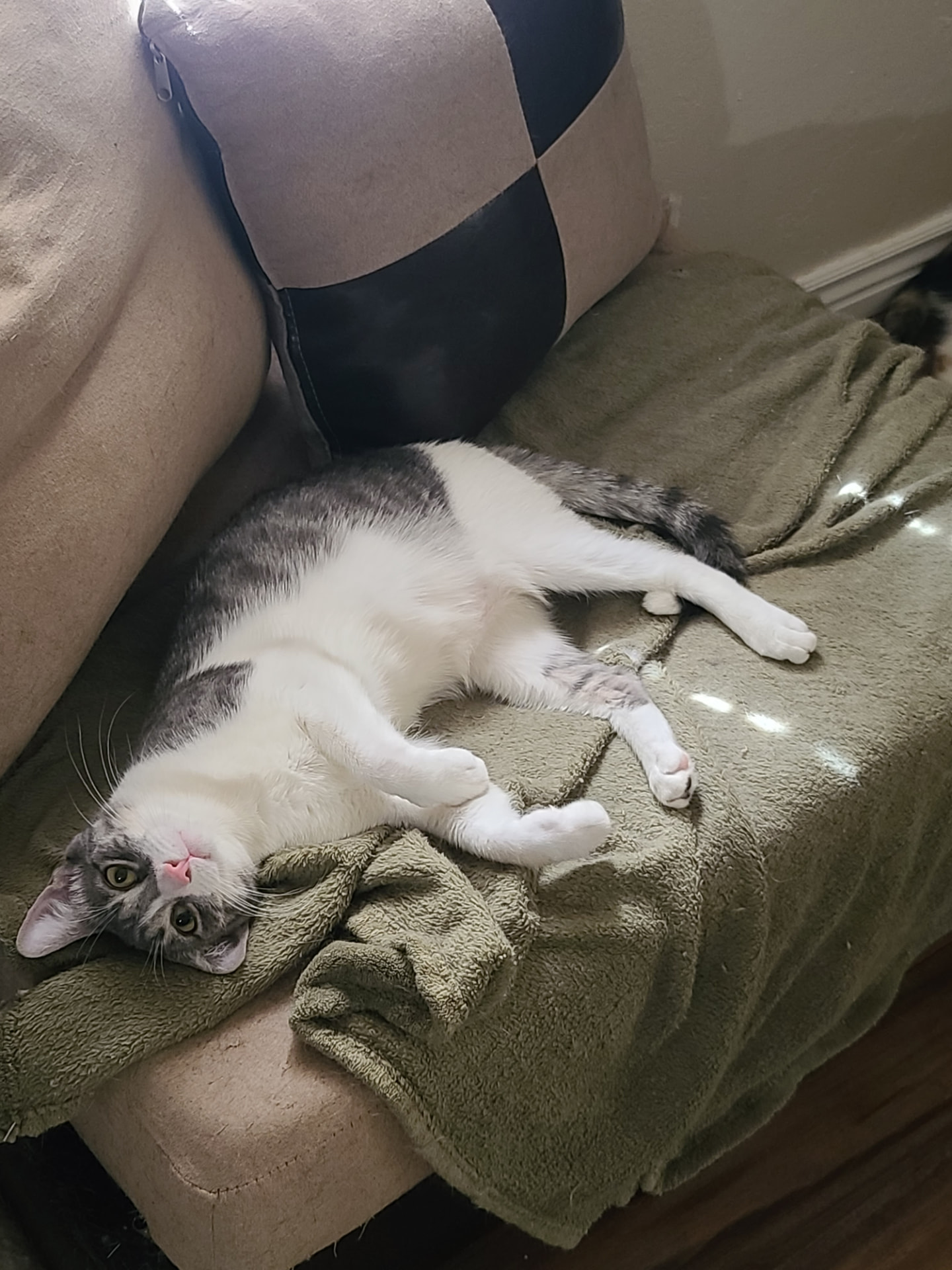 Ua, a grey and white cat, stretched upside down on a blanket-covered chair