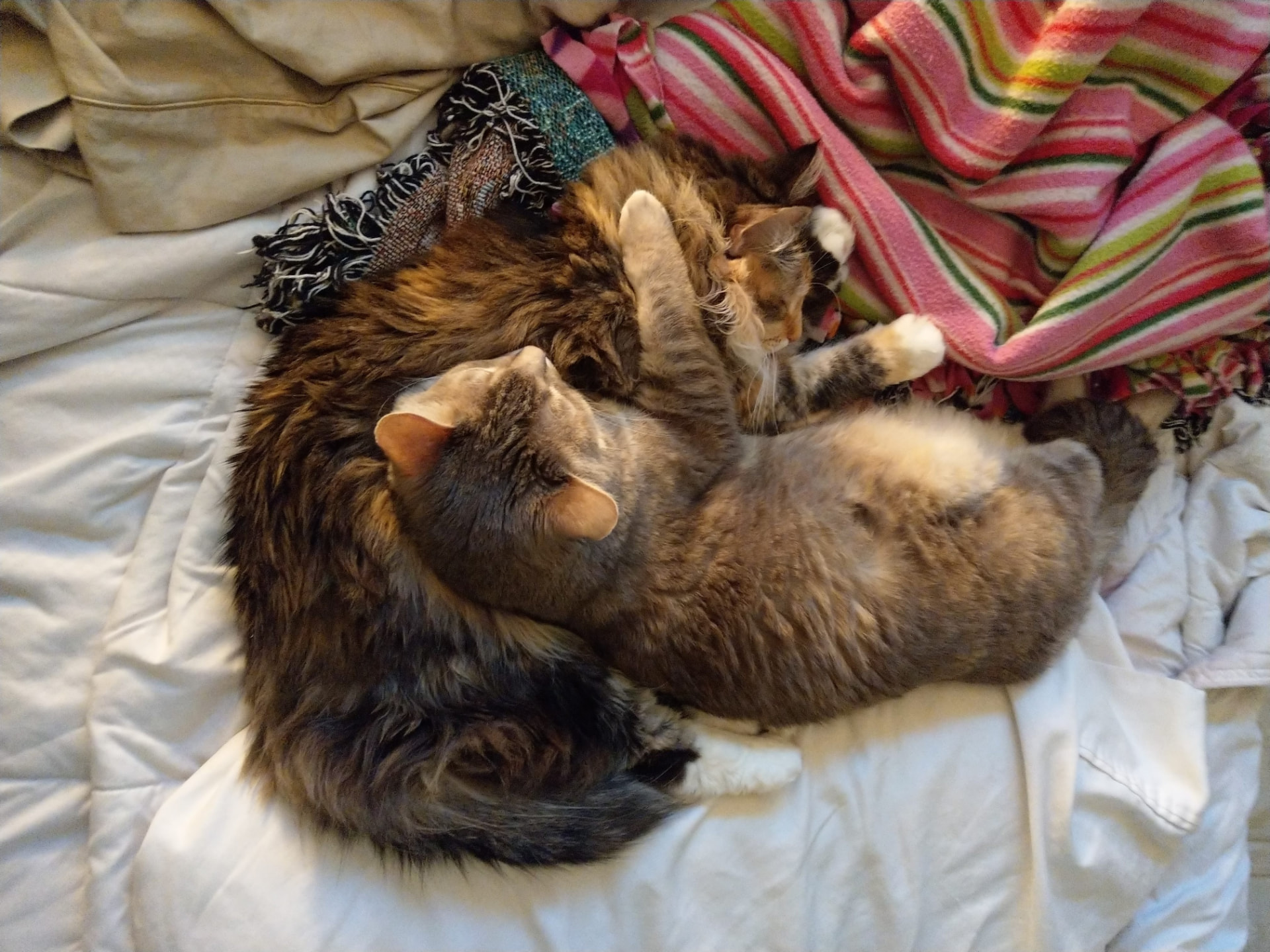 Teja and Vayu asleep curled together in a single pile on a white bed