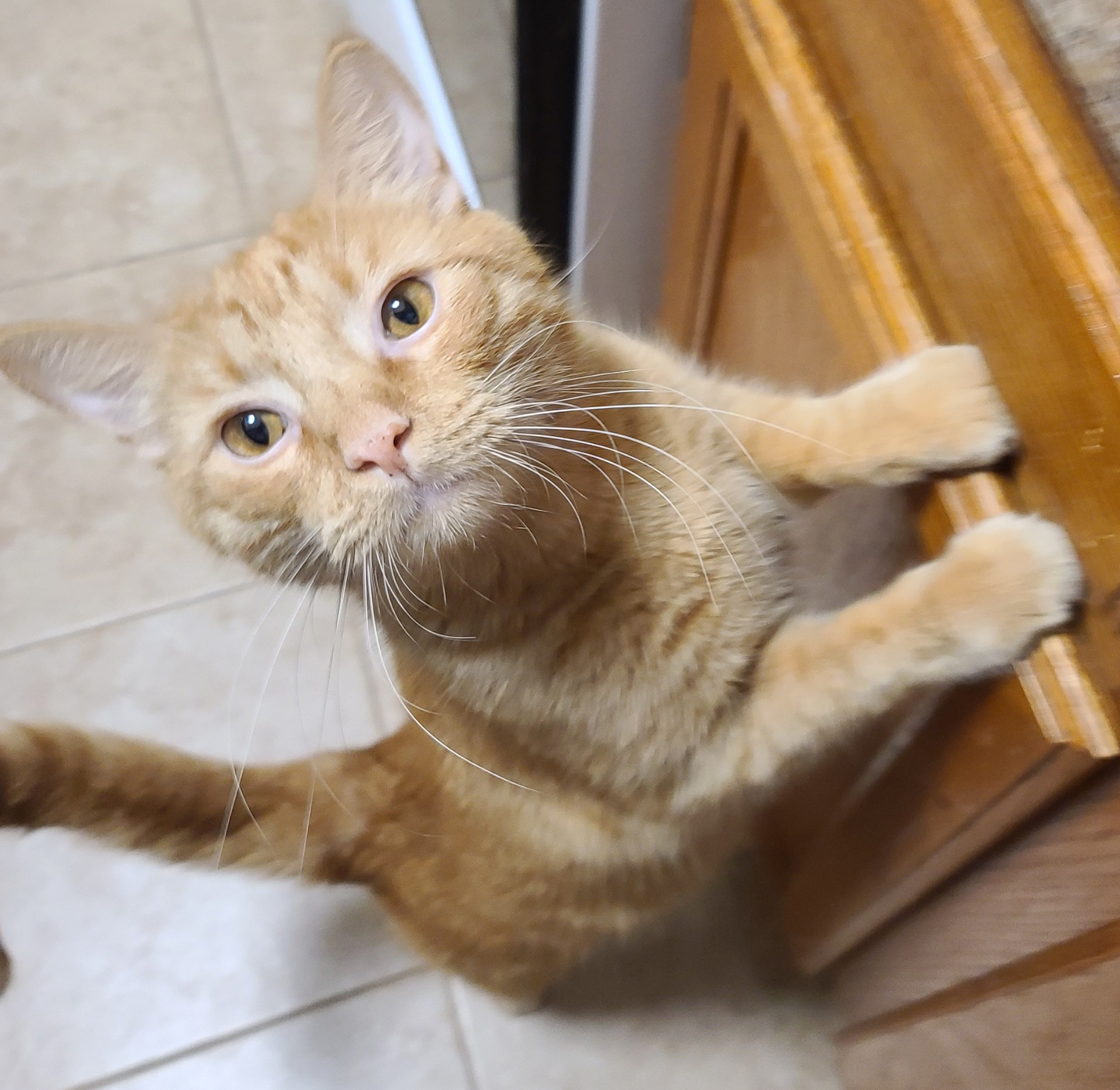 Rudy, an orange tabby cat with golden eyes, lounging near a wooden cabinet