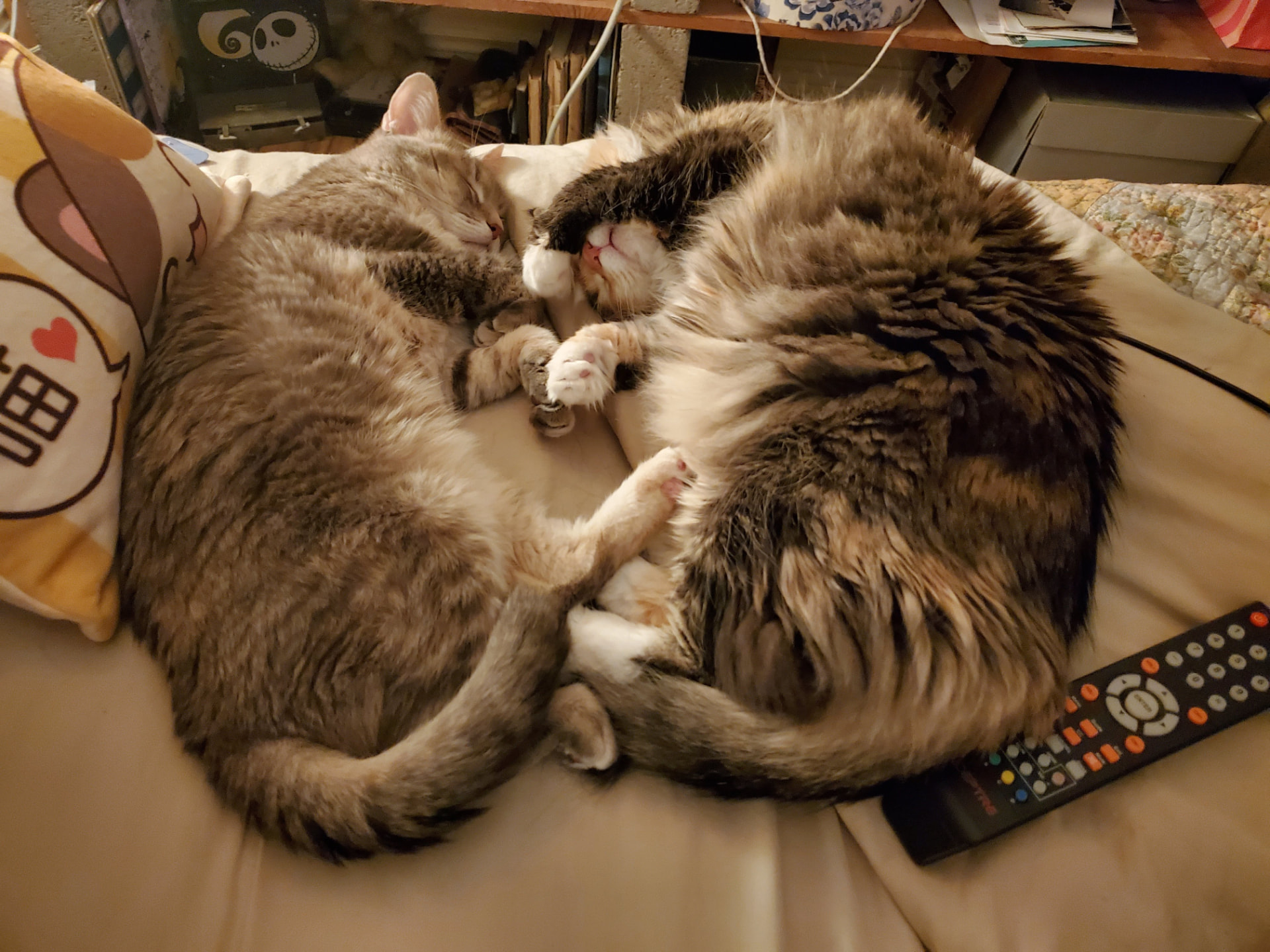 Two cats curled up asleep beside each other on the couch