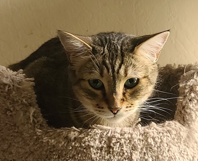 Fiona, a tabby cat, looking out from the fleece-lined platform of a cat tree