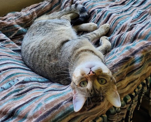 Mahitabel, a silver tabby cat with green eyes, lying on her back on a striped blanket