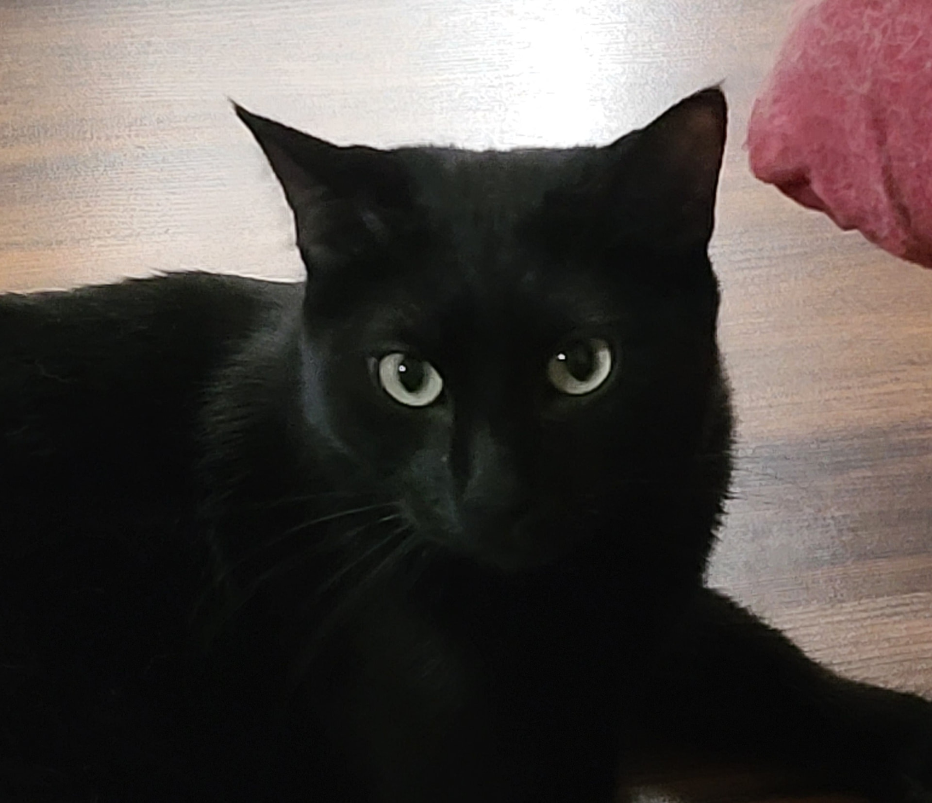 Po, a black cat with pale green eyes, resting beside a pink blanket