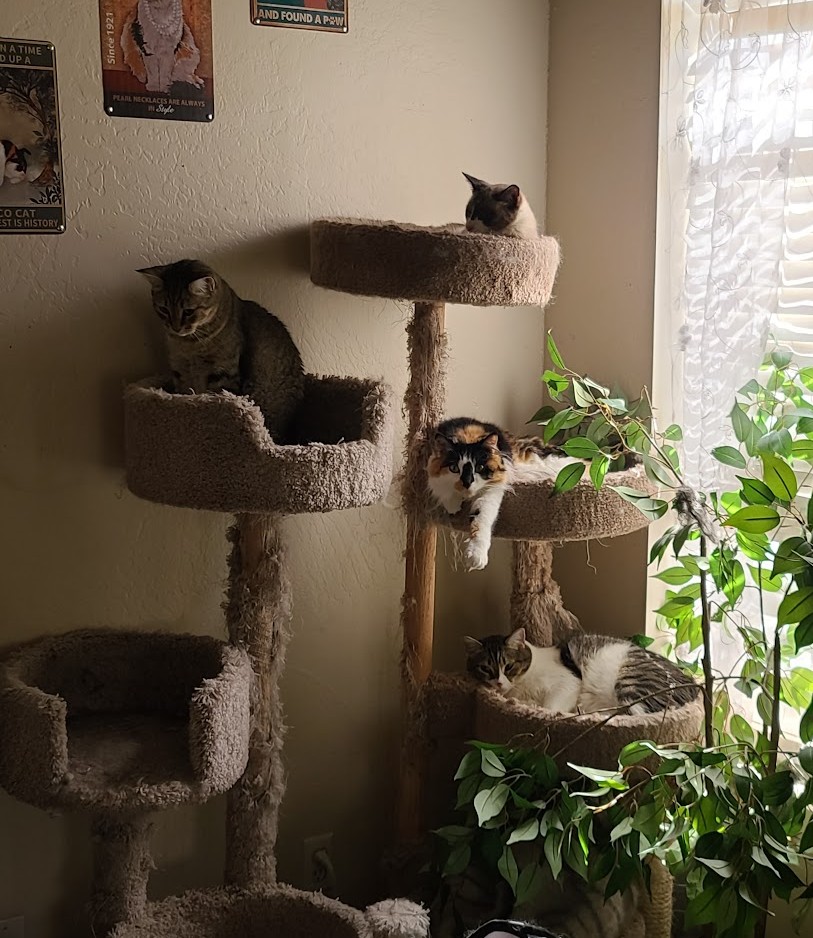 Four cats sharing the cat trees by a bright window