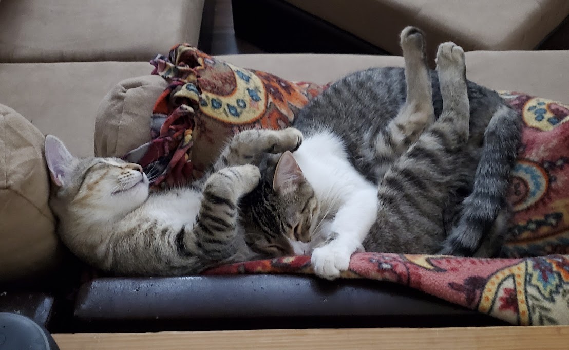 Fiona and Morty asleep together on the couch