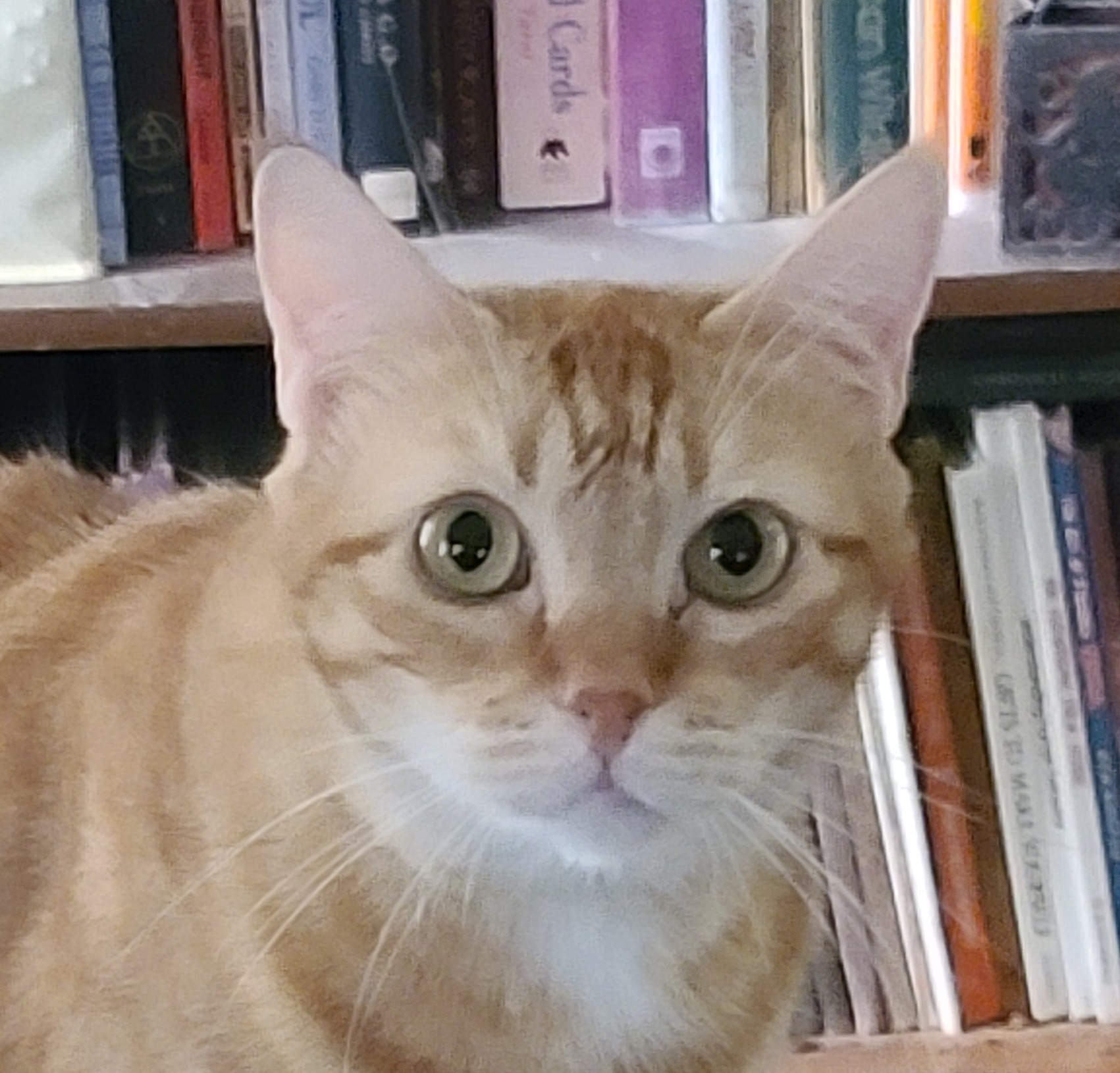 Penelope, a cream and orange tabby cat with large green eyes, resting in front of a bookshelf