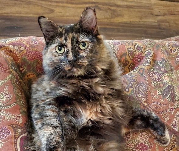 Jujubee, a long-haired tortoiseshell cat with green eyes, lounging on a patterned chair