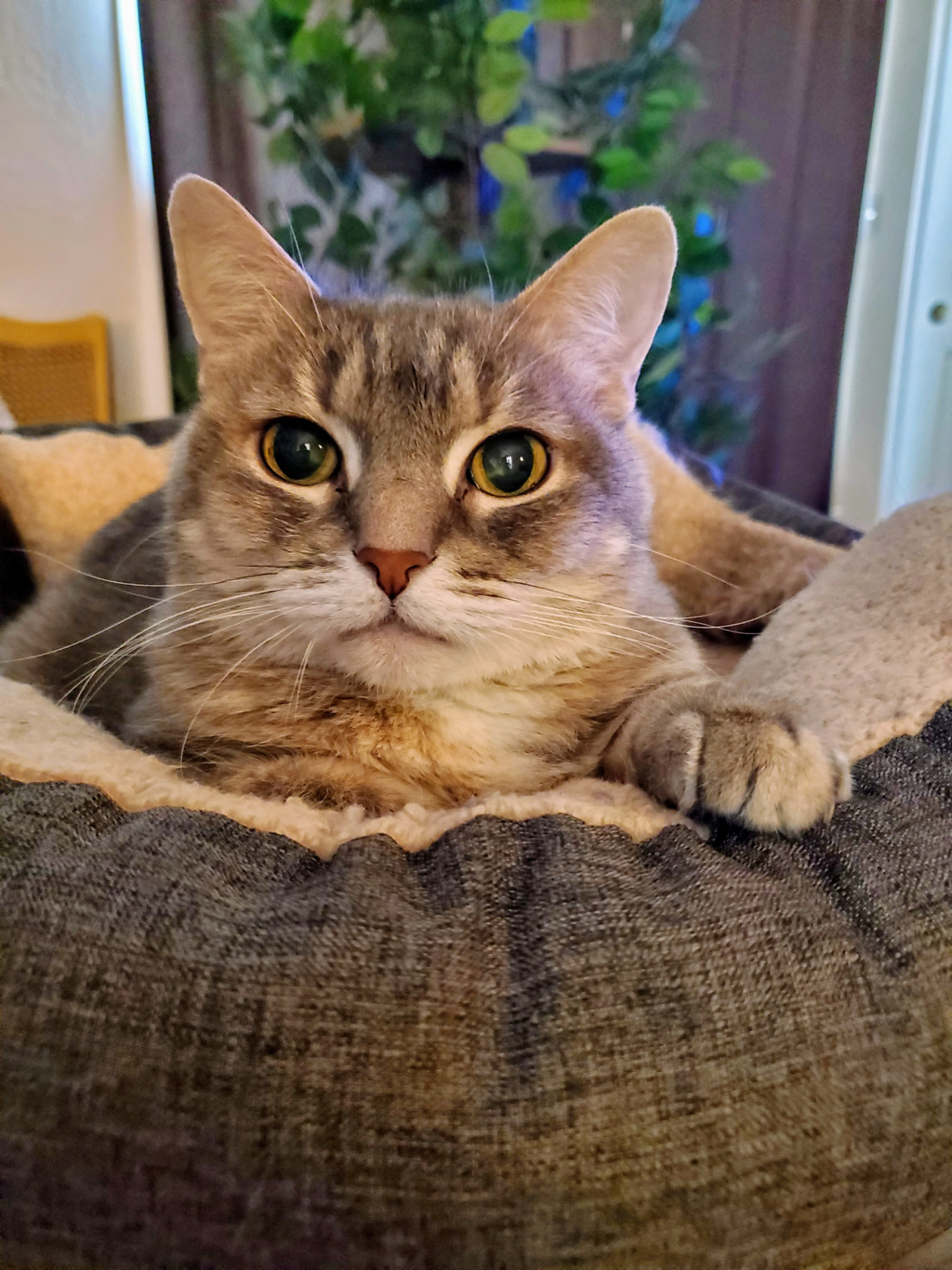 A cat resting their chin on the edge of a soft bed